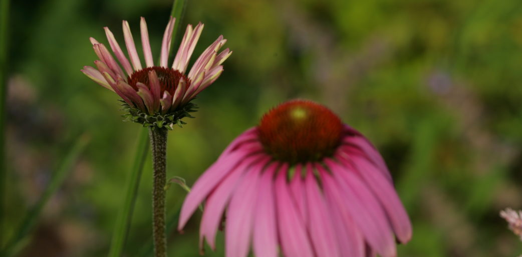 Quiz: Avez-vous le bon état d’esprit pour réussir votre jardin?