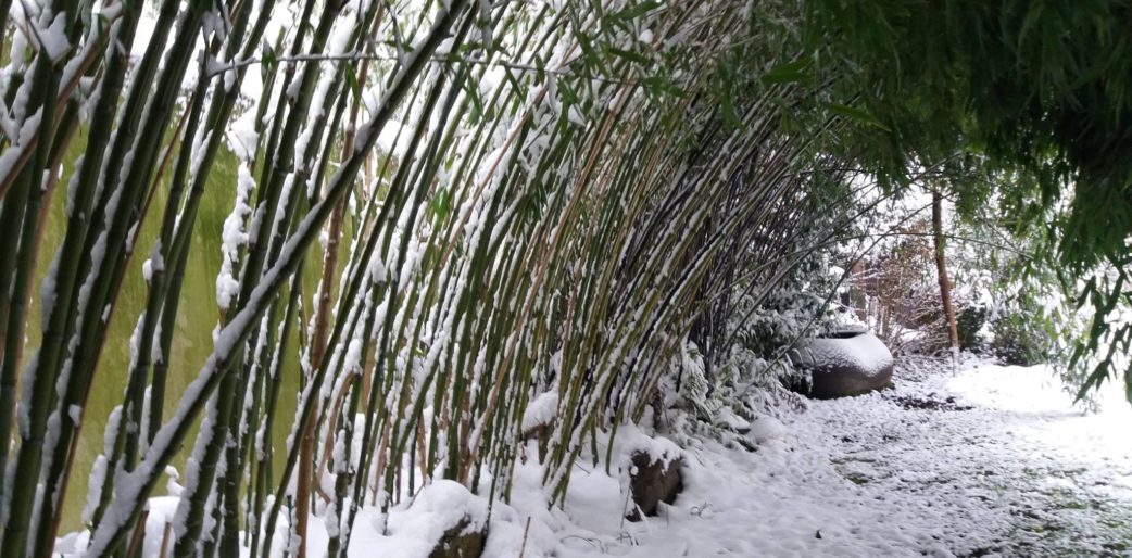 Pour ou contre les bambous dans nos jardins?