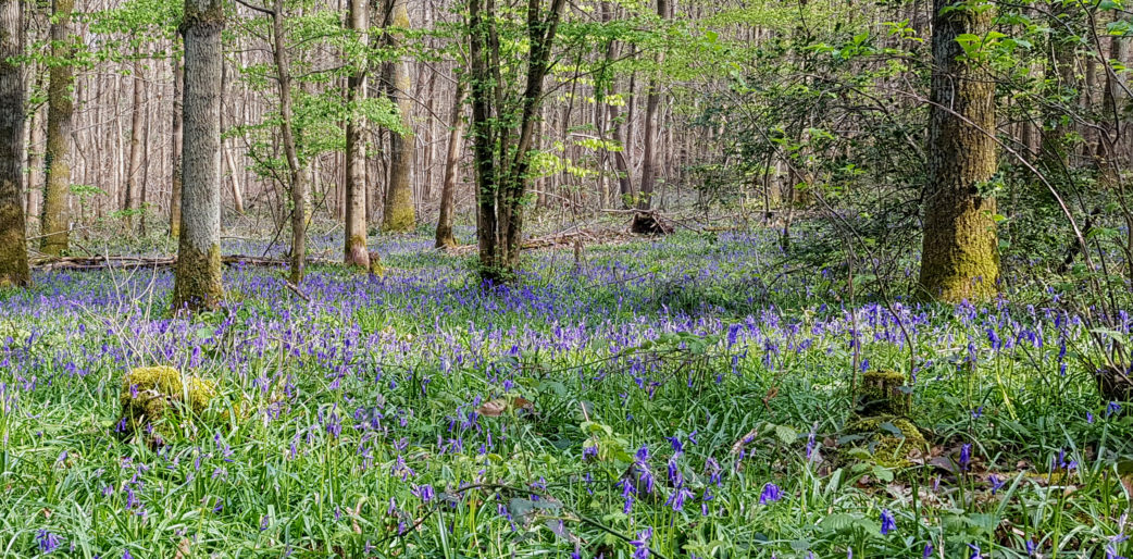 Ode à la forêt