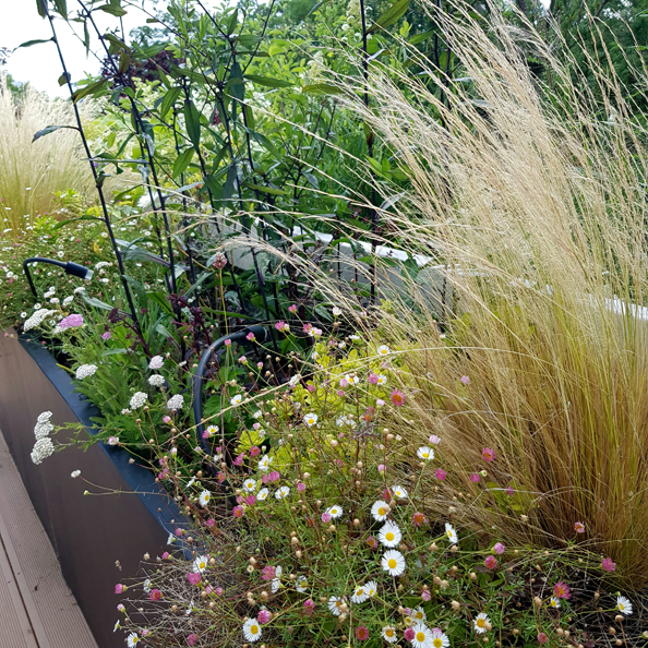 Terrasse aménagée contemporaine avec graminées et vivaces de soleil